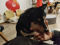-柴迷FANS CLUB·柴犬狗咖·猫咖