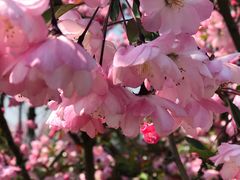 -田园东方蜜桃村的田野营地