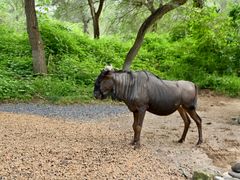 -北京野生动物园
