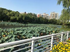 -新江湾城公园