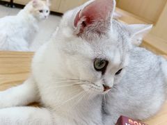 -猫和宫(六道口店)
