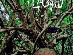 -海南霸王岭国家森林公园