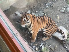 -栾川竹海野生动物园