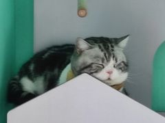 -猫在这儿猫咪咖啡馆·撸猫馆