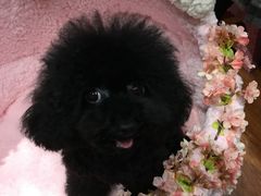 -爱宠屋pet shop·宠物洗澡·宠物美容