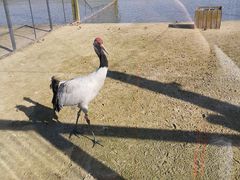 -盐城丹顶鹤湿地生态旅游区