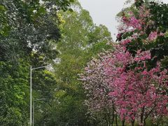 -火炉山森林公园