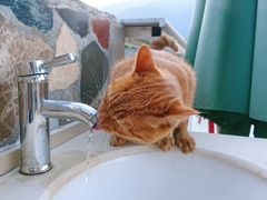 -喵屿·大理花园猫咖