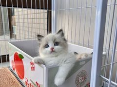-猫十亿·布偶金渐层·曼基康矮脚猫舍(青年路店)
