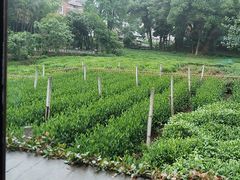 -野蔓果·山野菜(西湖景区·龙井茶田店)