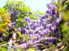 -龙口南山旅游景区