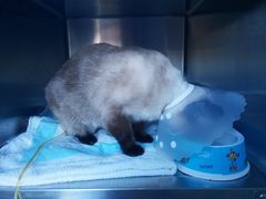 -纳吉亚猫专科动物医院博雅分院