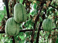 -中国天府农业博览园