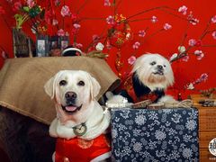-超宠爱宠物摄影-Super pet