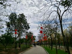 -天适樱花悠乐园