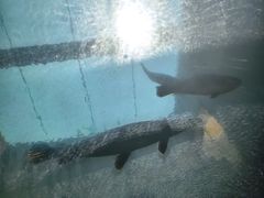 -新加坡水上探险乐园