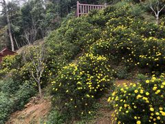 -广州市石门国家森林公园