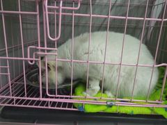 -瑞派动物医院·猫专科·至诚(江南中分院)