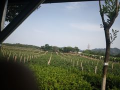 -北京张裕爱斐堡酒庄