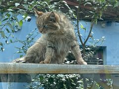 -青藏高原野生动物园