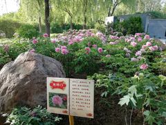-洛阳市隋唐城遗址植物园