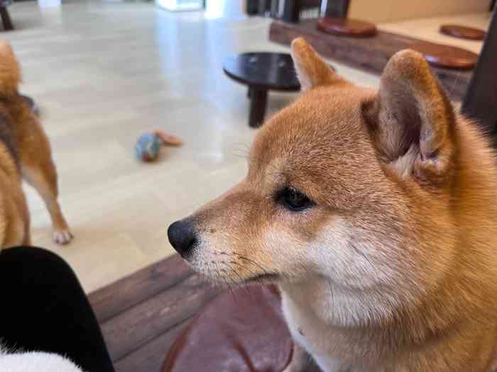 豆柴院子柴犬主题咖啡馆(798店"以前我一直以为我是充满威严父爱的