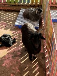 -萌宠亲子动物乐园(槐房万达店)