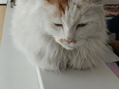 -瑞派雷欧宠物医院·24h夜诊·心脏骨科牙科·全科重症转诊中心(无影山店)