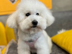 -PETKIT 小佩宠物·低压洗护·美容·寄养(安远店)