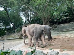 -深圳野生动物园
