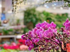 -双季花艺园艺市场(浦东店)