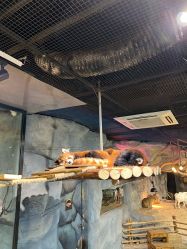 -Zoolung Zoolung动物主题公园(海信广场店)