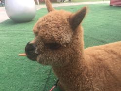 -萌宠亲子动物乐园(槐房万达店)