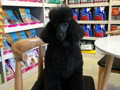 -我爱吾宠宠物美容院(朝阳路店)