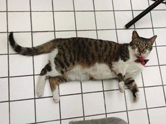 -ID.PHOTO照相馆(嘉里企业中心店)