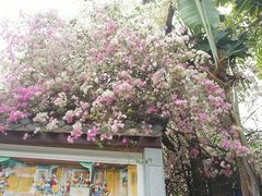 -深圳国际园林花卉博览园