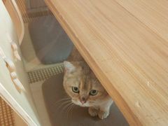 -喵屿·大理花园猫咖