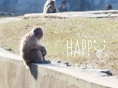 -合肥野生动物园
