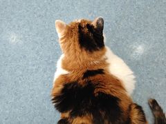 -佑安动物医院·全科·内窥镜中心(幸福巷店)