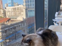 -怪兽屋·羊驼·猫咖·狗咖(俊华广场店)