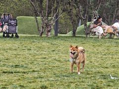 -爪吧宠物乐园 (温榆河示范区店)