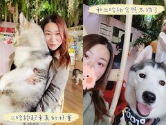 -Husky Go! 哈士奇体验馆·宠物咖啡厅狗咖