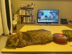 -momokira米努特·德文卷毛猫·棉花面纱犬