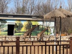 -北京野生动物园