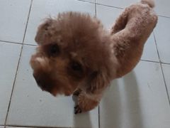 -瑞派动物医院·猫专科·至诚(江南中分院)