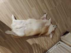 -喵小馆·猫咖狗咖猪咖·饮品店