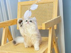-猫十亿·布偶金渐层·曼基康矮脚猫舍(青年路店)