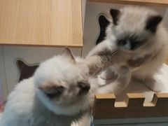 -喵喵咪呀布偶猫咖(春熙路店)