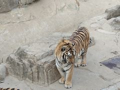 -大连森林动物园