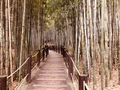 -汉拿树木园
